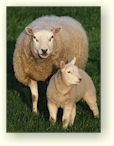 Sheep and Lamb at a Fair
